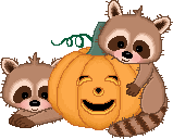 racoons and pumpkin