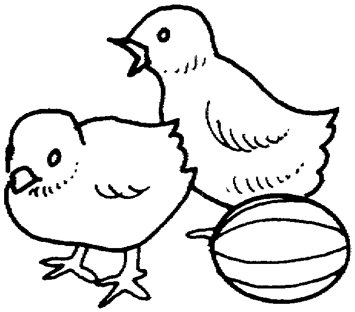 Easter Chicks Coloring Printble Free